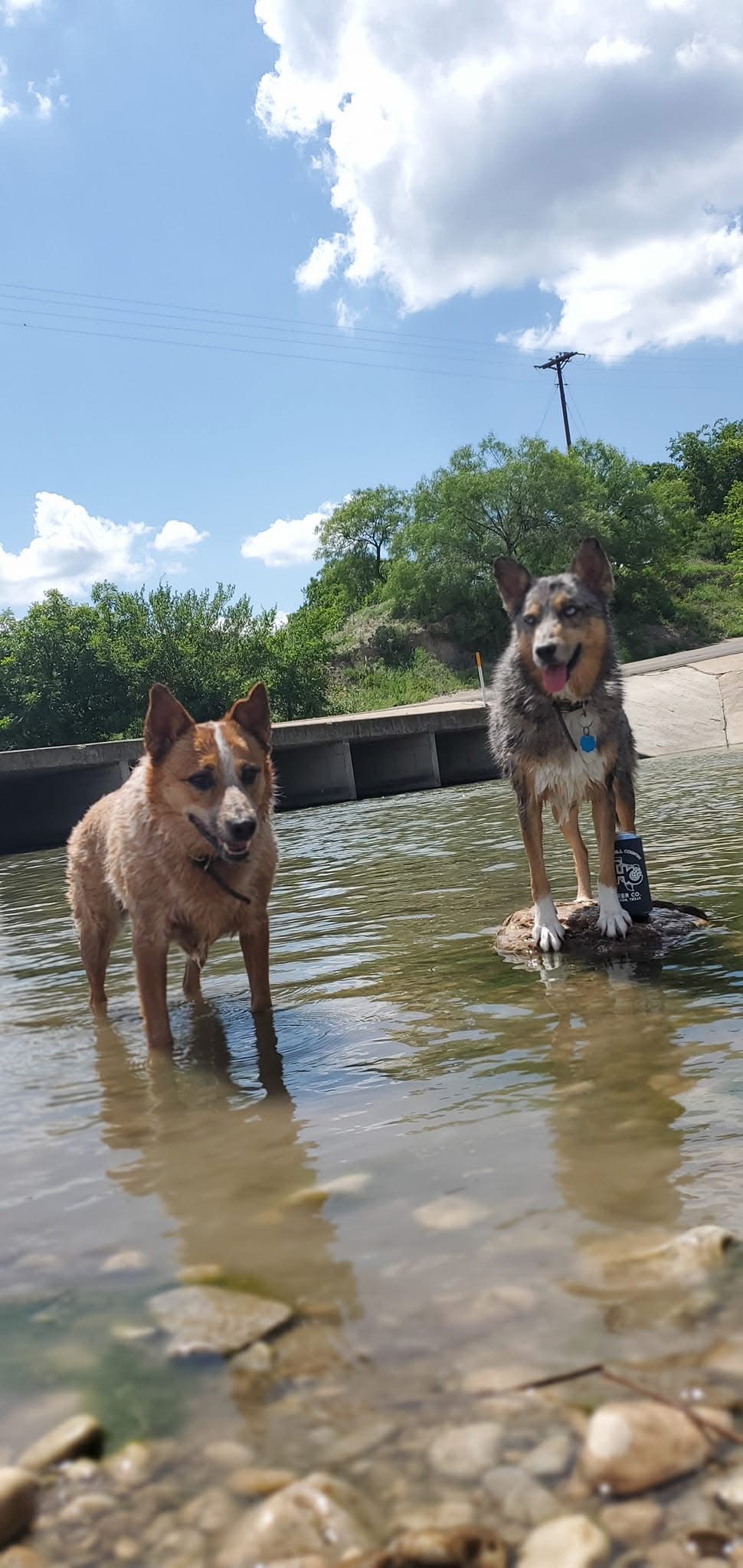 Nuka and Wile E. Coyote, the brewery dogs